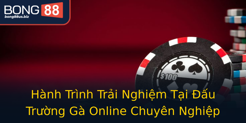 Hành Trình Trải Nghiệm Tại Đấu Trường Gà Online Chuyên Nghiệp Hành Trình Trải Nghiệm Tại Đấu Trường Gà Online Chuyên Nghiệp