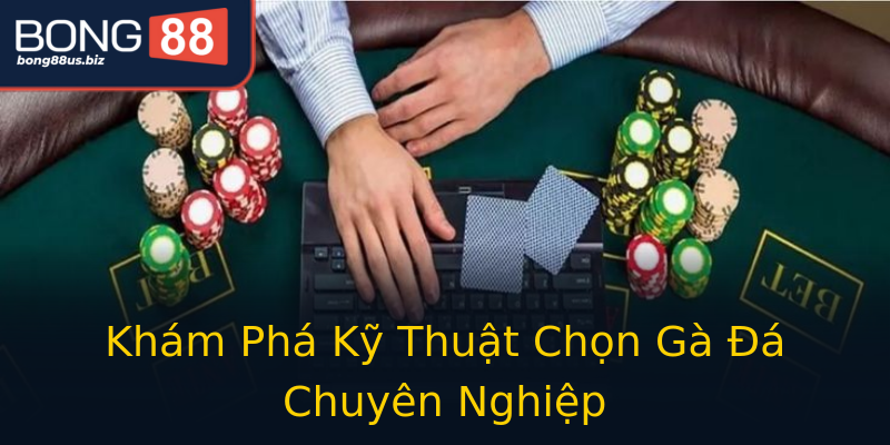 Khám Phá Kỹ Thuật Chọn Gà Đá Chuyên Nghiệp Khám Phá Kỹ Thuật Chọn Gà Đá Chuyên Nghiệp
