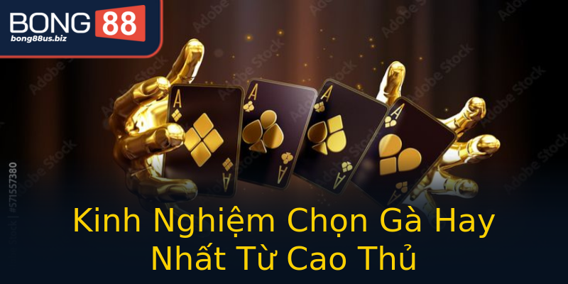 Kinh Nghiệm Chọn Gà Hay Nhất Từ Cao Thủ Kinh Nghiệm Chọn Gà Hay Nhất Từ Cao Thủ