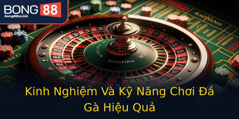Kinh Nghiệm Và Kỹ Năng Chơi Đá Gà Hiệu Quả Kinh Nghiệm Và Kỹ Năng Chơi Đá Gà Hiệu Quả