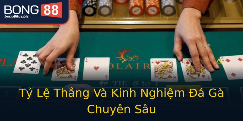 Tỷ Lệ Thắng Và Kinh Nghiệm Đá Gà Chuyên Sâu Tỷ Lệ Thắng Và Kinh Nghiệm Đá Gà Chuyên Sâu